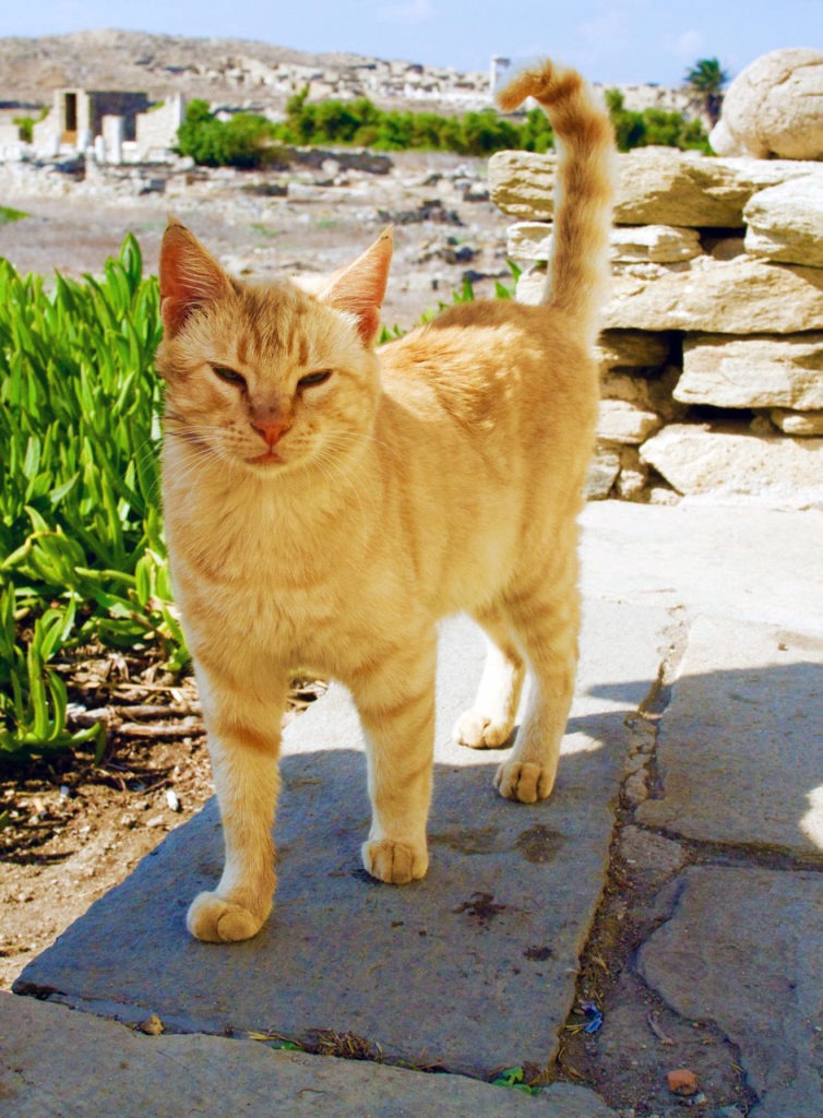 Cats in Greece