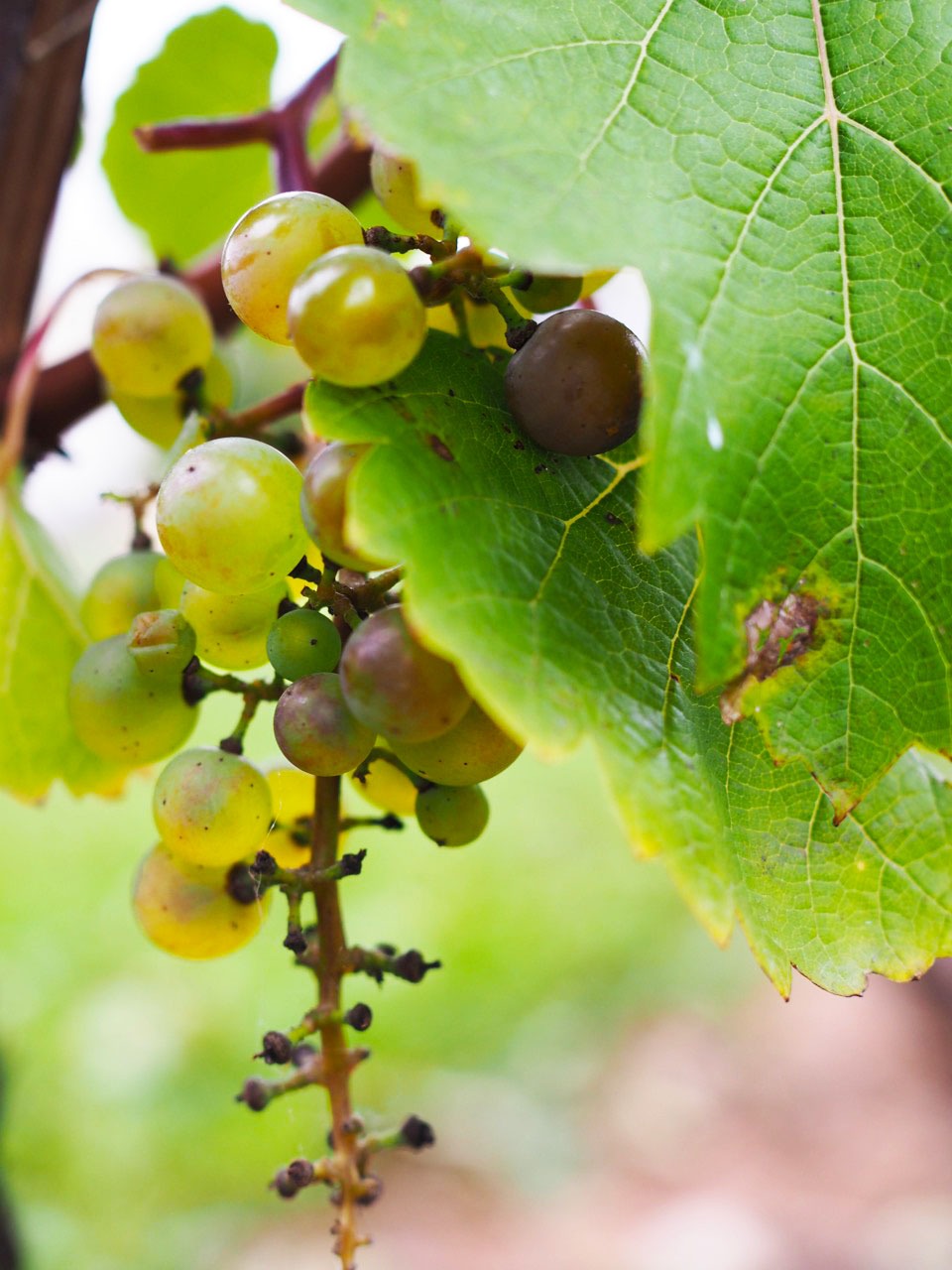 Nova Scotia Road Trip